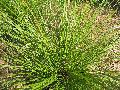 Australian Spiny-Head Mat-Rush / Lomandra longifolia 